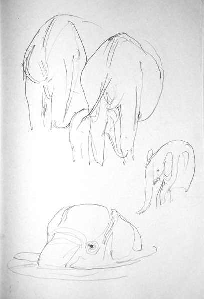 Elephants1