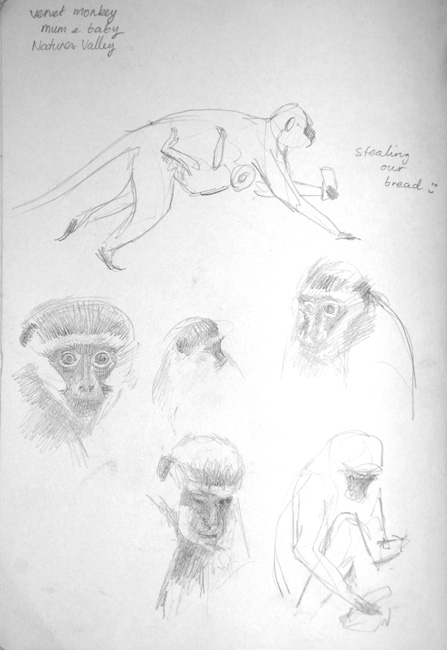 Vervet-monkeys